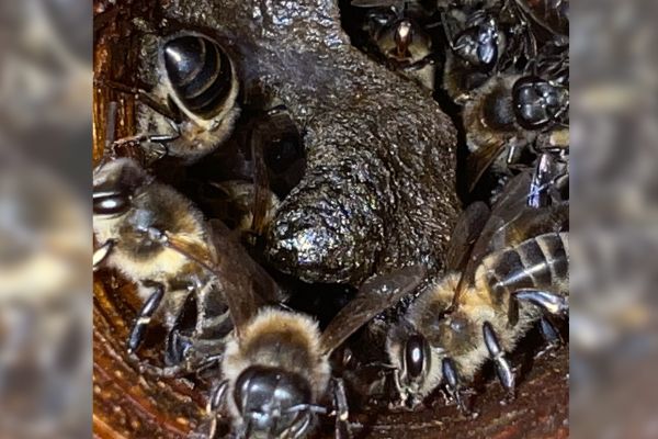 Propolis Integrity