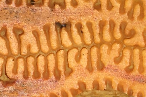 Wax Wonders
