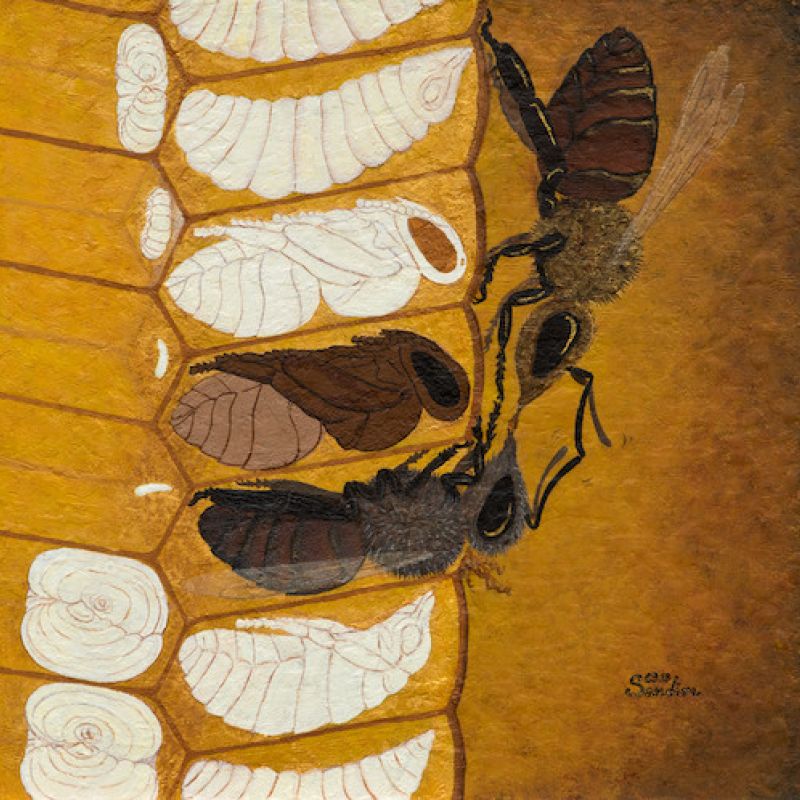 The Impact of Opening the Brood Nest³