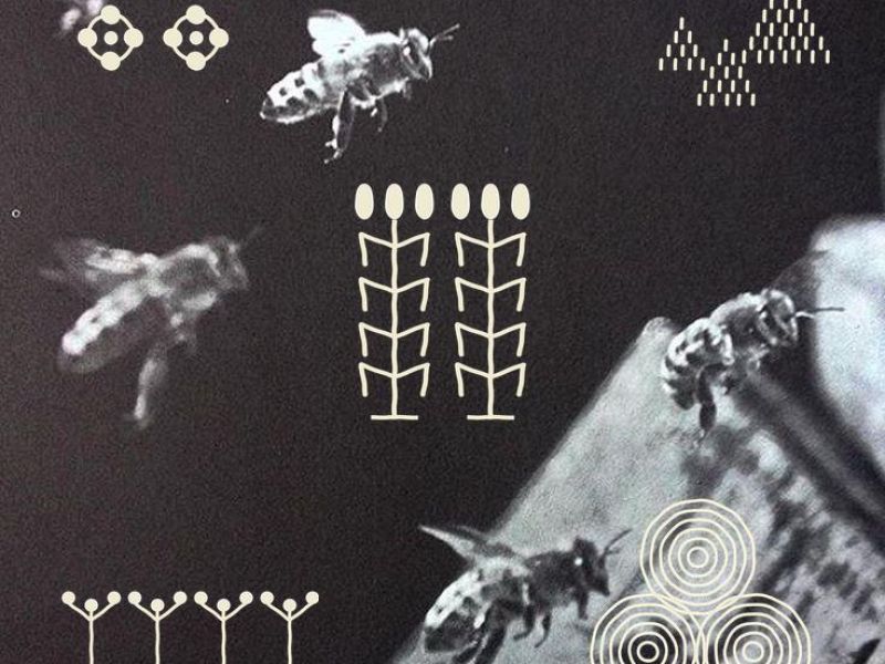 Invitation to Learn from the Bees