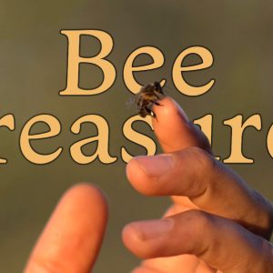 On-demand Online Course — Bee Treasures