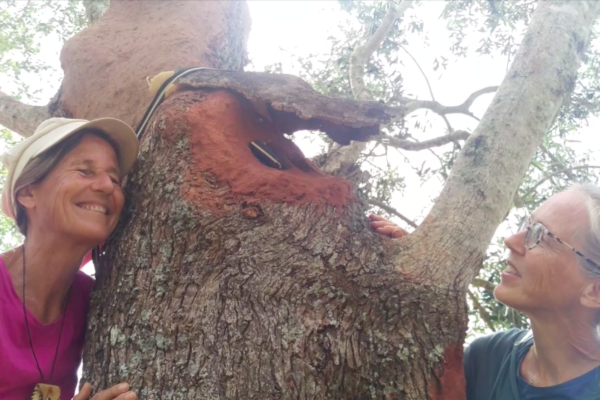 Back in Trees