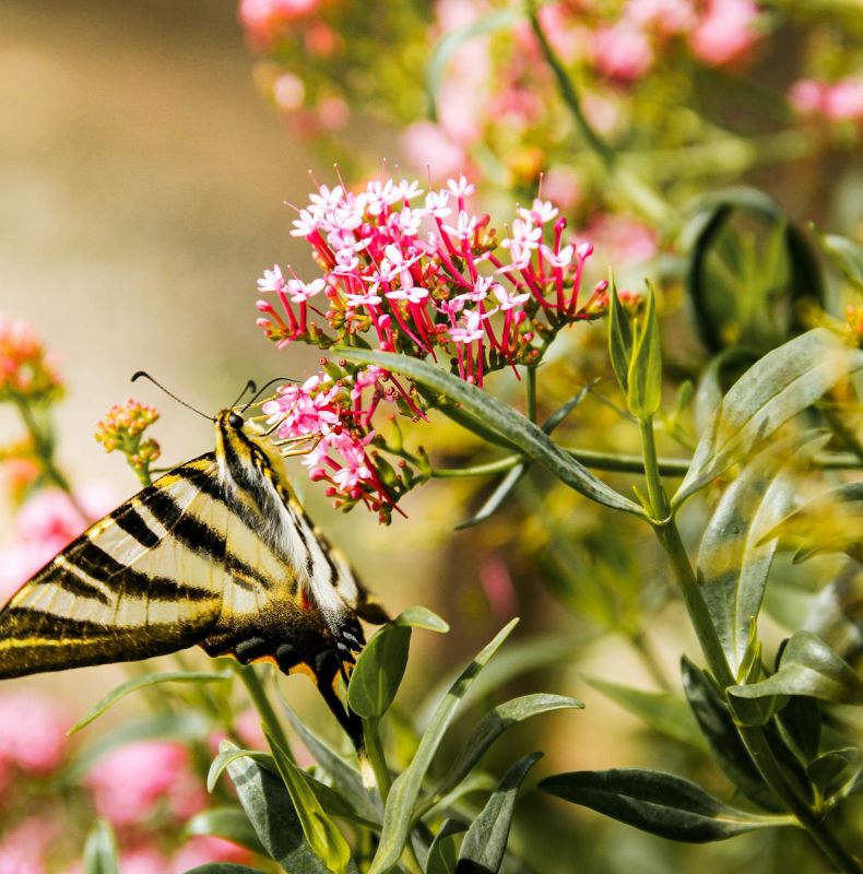 Long Term Health for Bees and Beyond