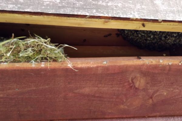 Bee Home
