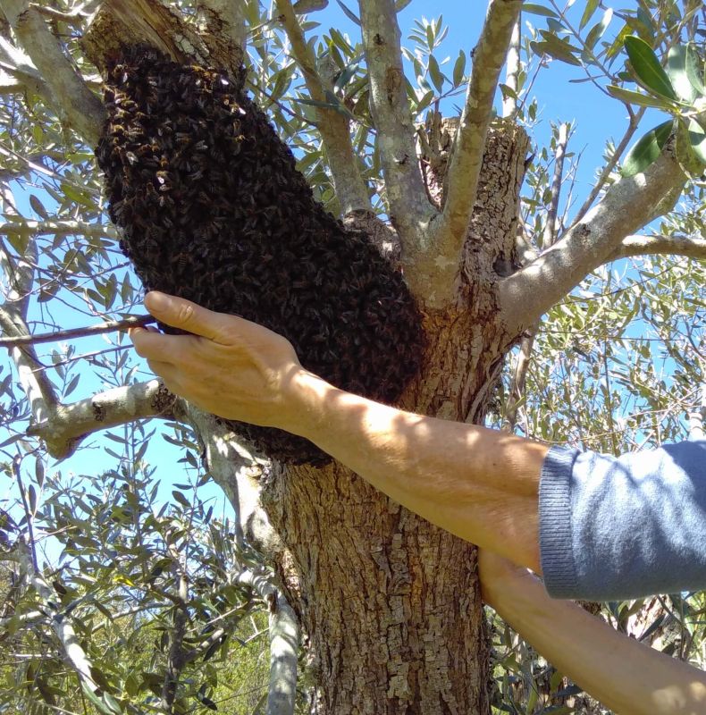 Swarm Support and Bee-Friendly Hive Creation