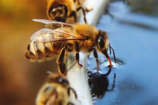 Living Intelligence in the Bee Hive