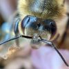 Online BeeGrid Connection Ritual – in English