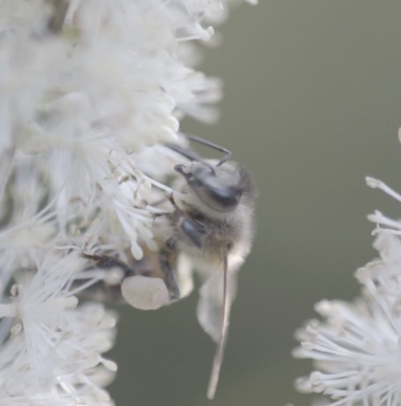 Biodiversité et Choix Conscients