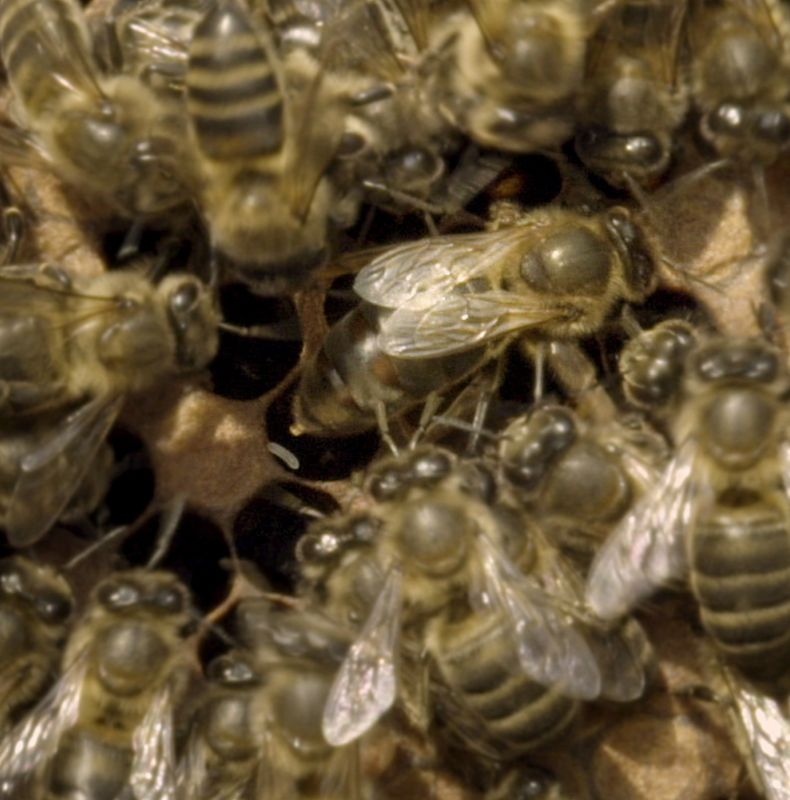 Don à BeeWisdom