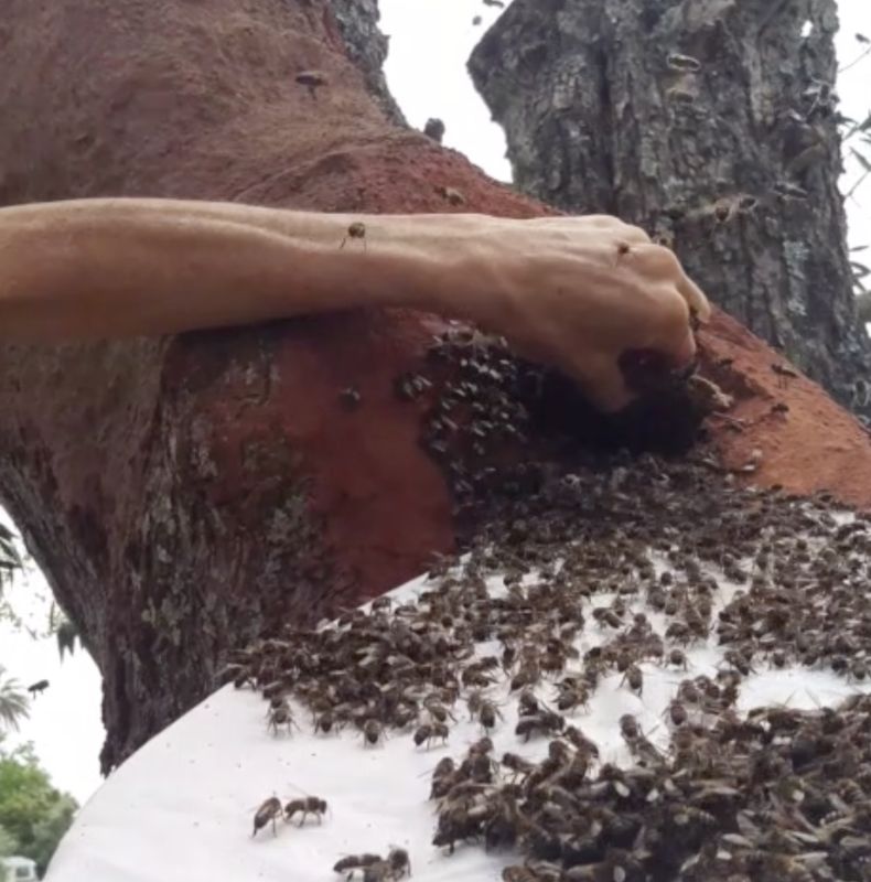 Rewilding Honeybees
