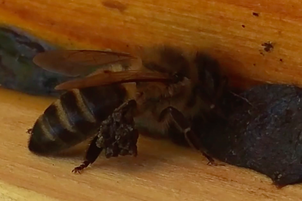 Propolis Salvage