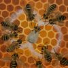 Honeybee Communication – Switzerland