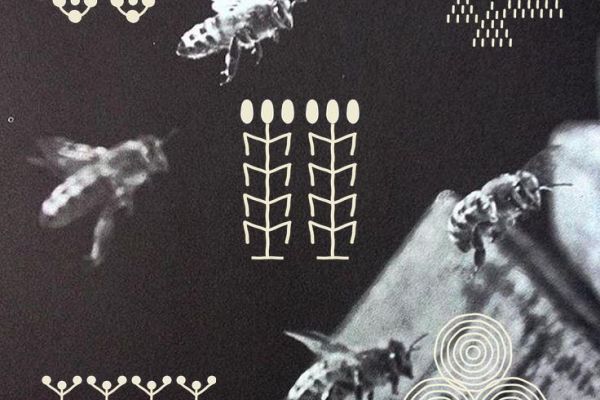 Invitation to Learn from the Bees