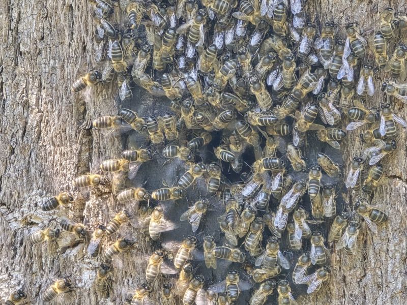 BeeDay: Summer Stillness