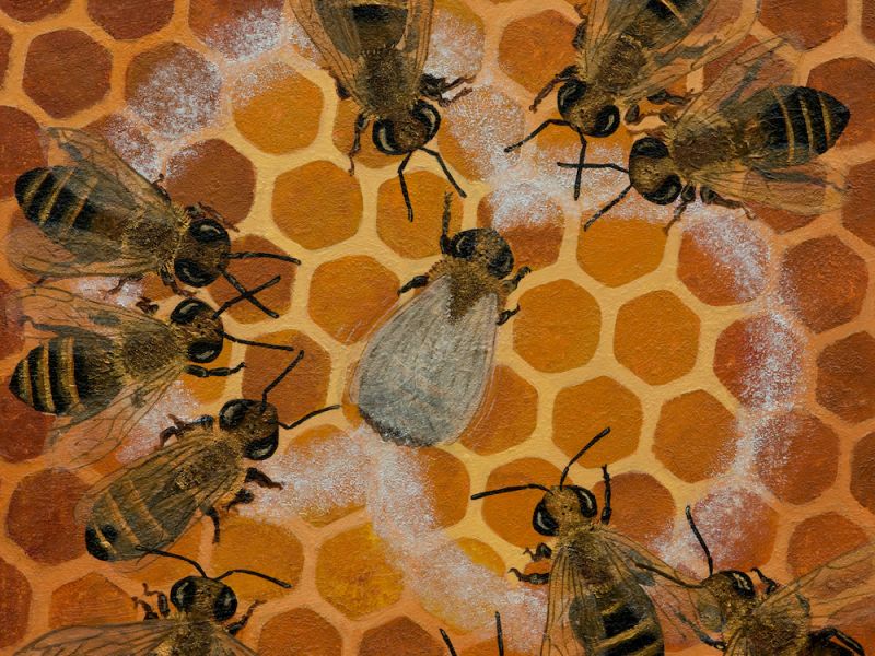 Honeybee Communication – Switzerland