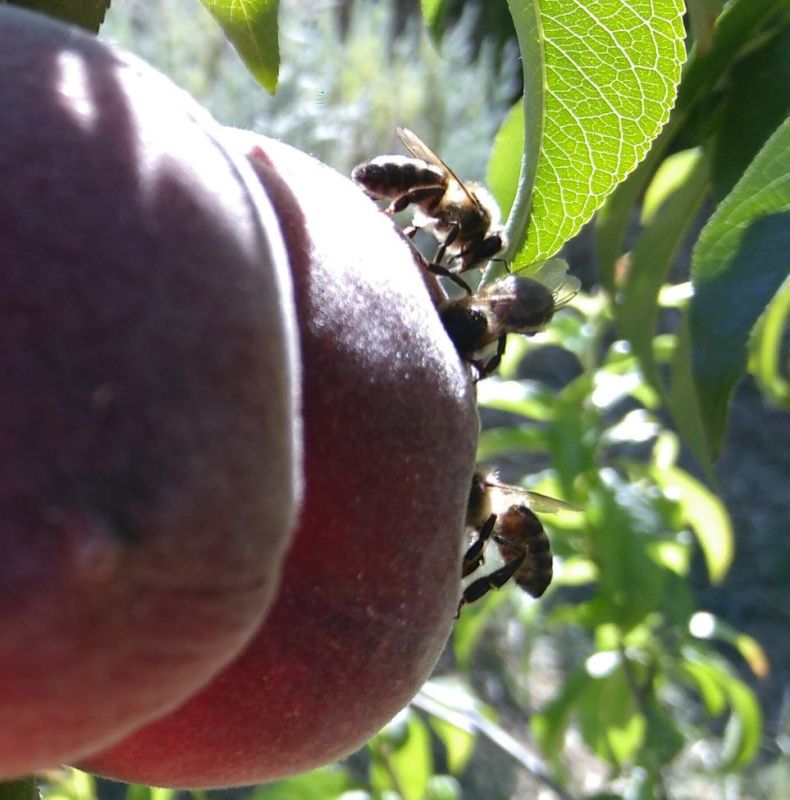 Creating a Bee Friendly Environment
