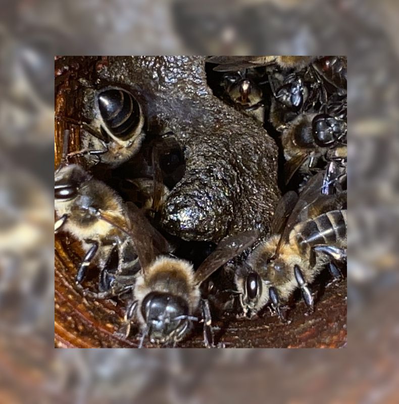 Propolis Integrity