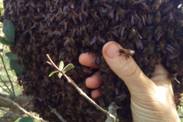 Let Them Bee