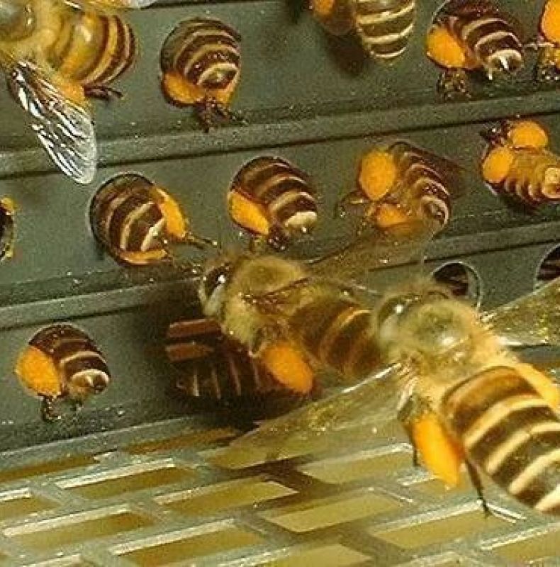 Pellet Harvest