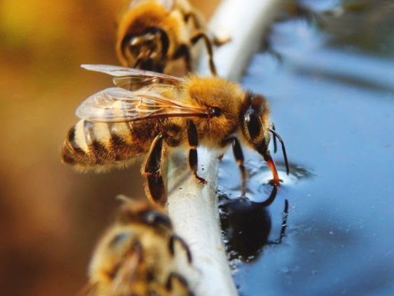 Living Intelligence in the Bee Hive