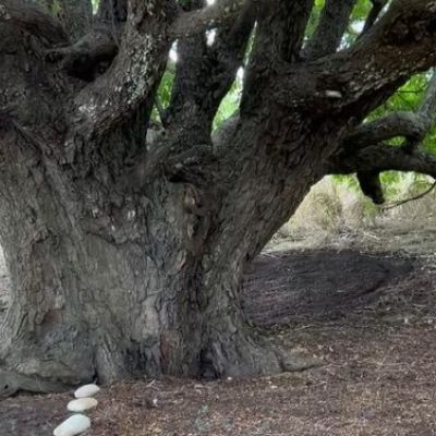 Celebrating the birth of the Hawaii BeeGrid Hub
