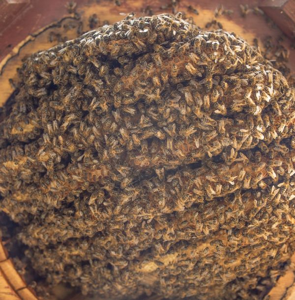 Les Abeilles