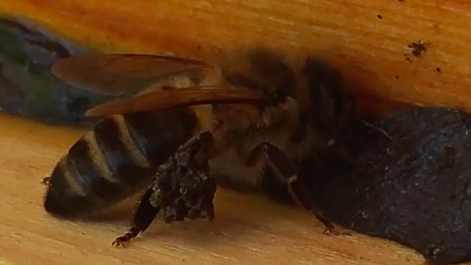 Propolis Salvage