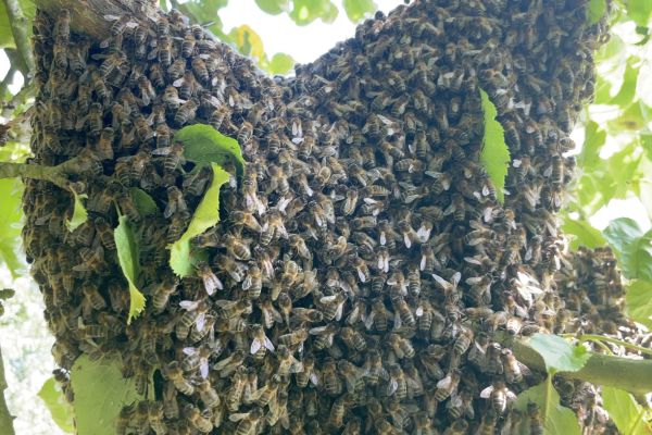What to do when you see a Bee Swarm?