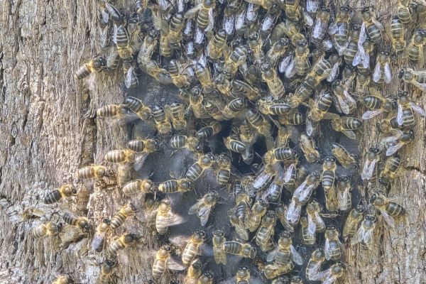 BeeDay: Summer Stillness