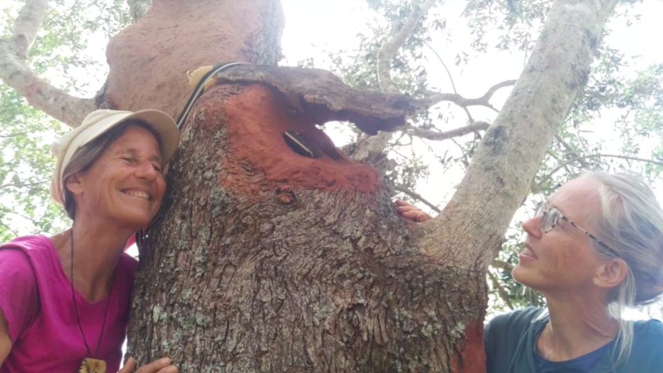 Back in Trees