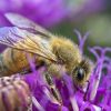 Online BeeGrid Connection Ritual – in English