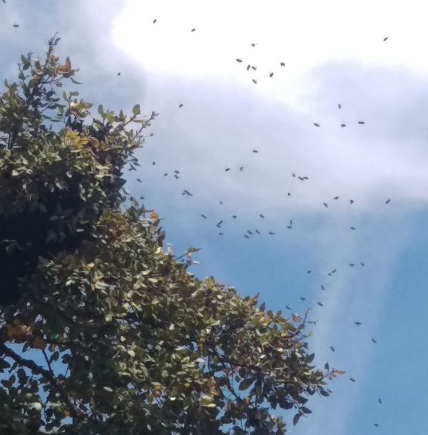 Ecology & Bee Care