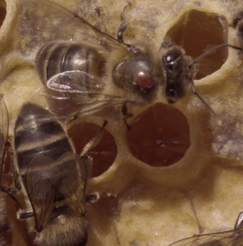 Varroa