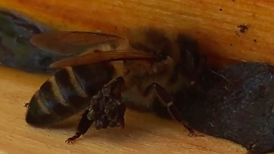 Propolis Salvage
