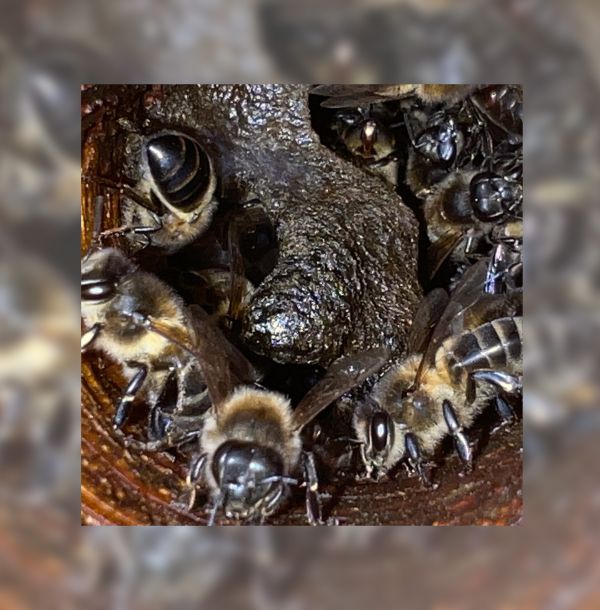 Propolis Integrity