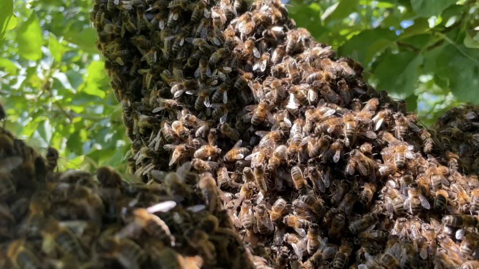 Un essaim de juillet en Bretagne