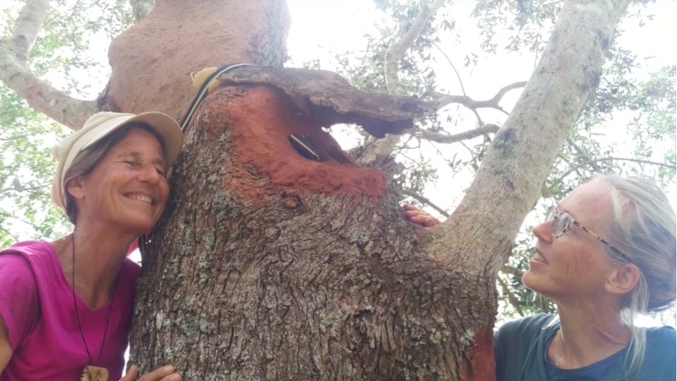 L&rsquo;Arbre aux Abeilles