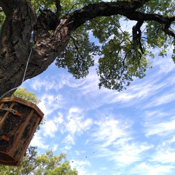 Cork octogon hive