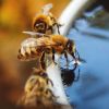 Living Intelligence in the Bee Hive