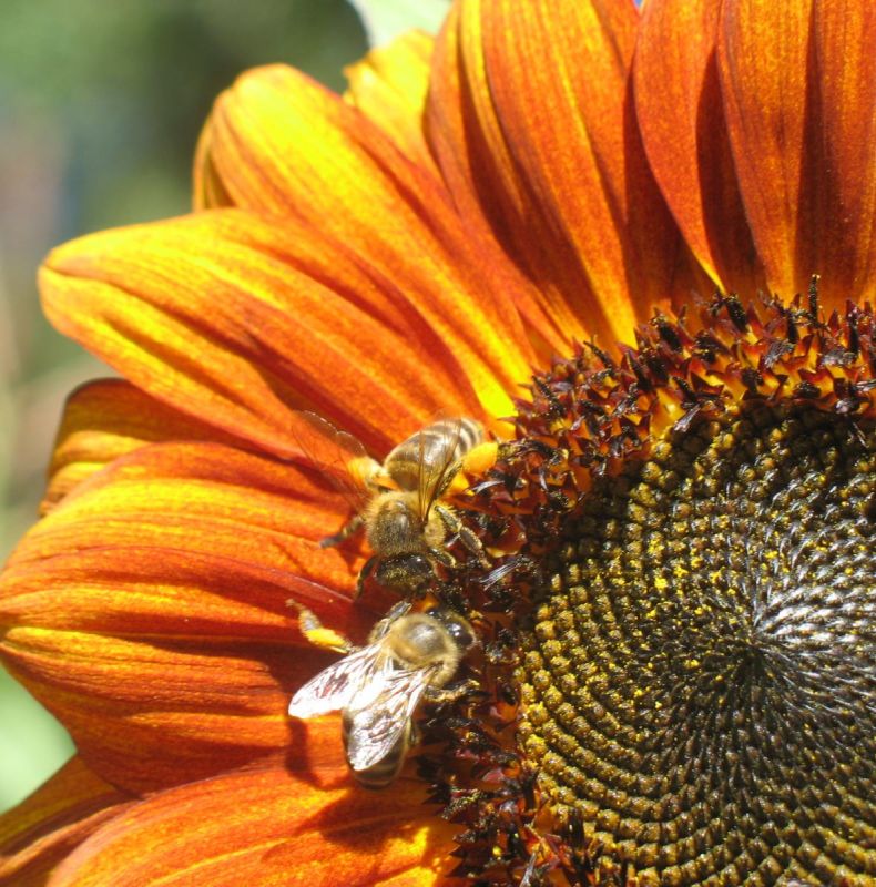 Master Pollinators