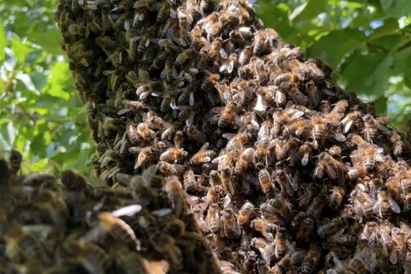 A Swarm of July in Brittany